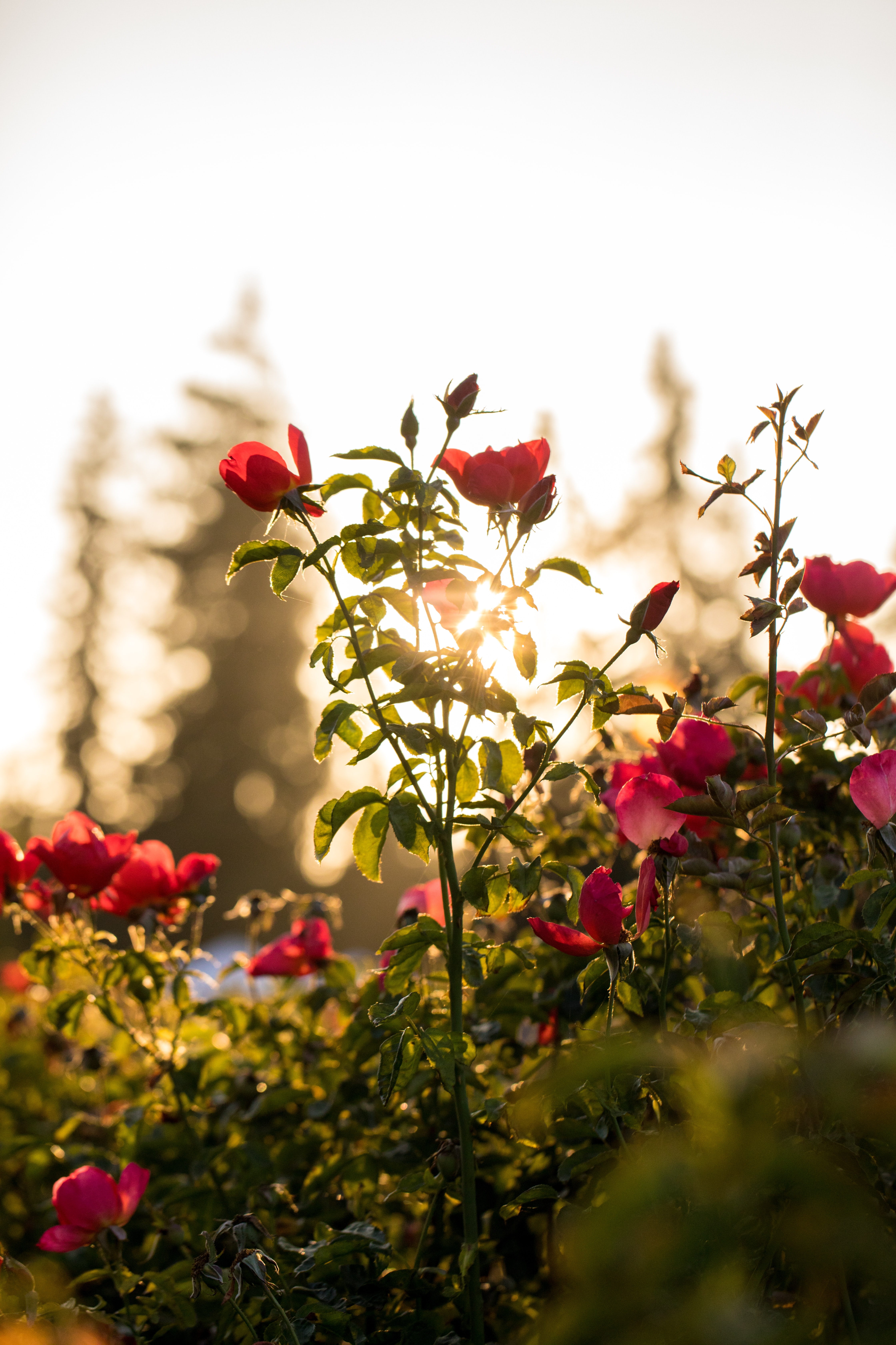 Photograph of a rose, by Jason Leung